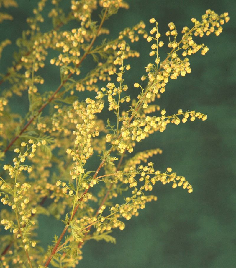 Artemisia-annua-L