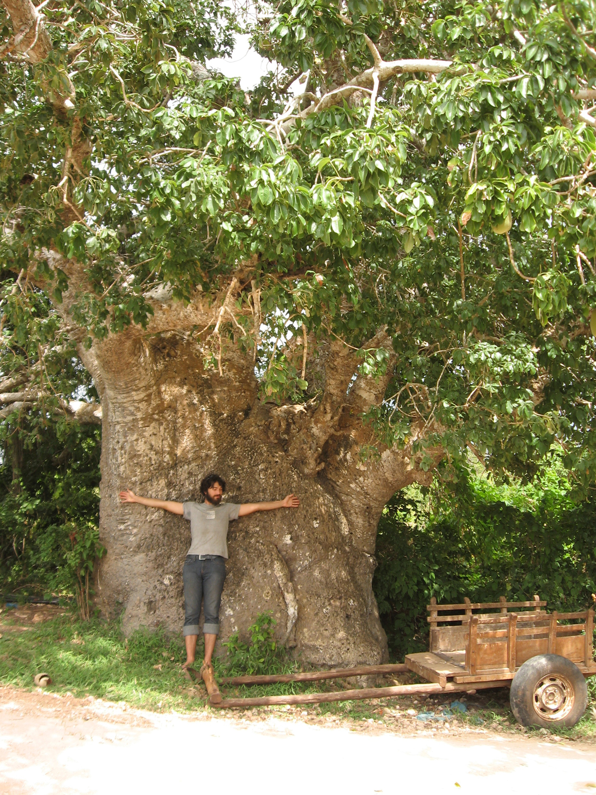 Baobab by мягкая мебель